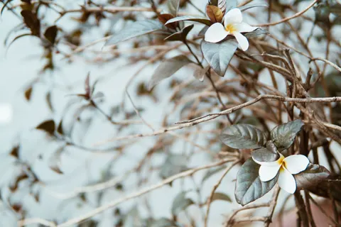 雞蛋花 4K桌布 · flowers · 3840×2560