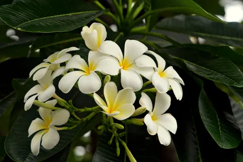 雞蛋花 4K桌布 · flowers · 3840×2560