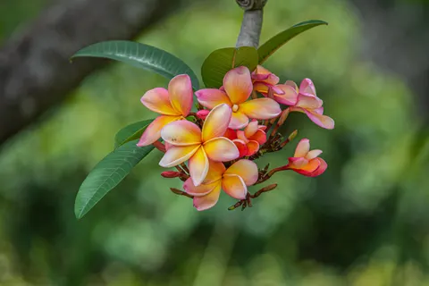 雞蛋花 4K桌布 · flowers · 3840×2560