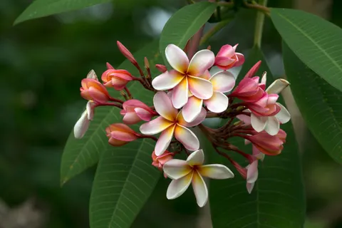 Fondo de pantalla Frangipani 4K · flowers · 3840×2560