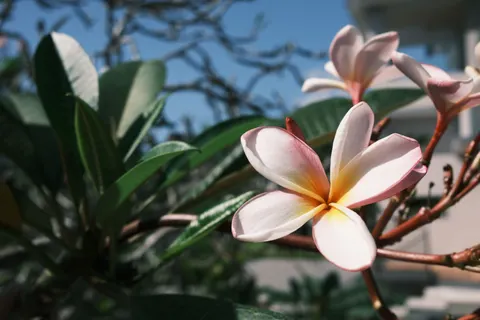雞蛋花 4K桌布 · flowers · 3840×2560