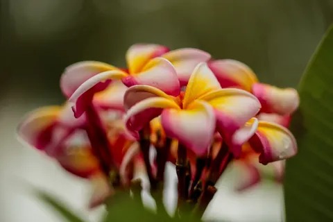 雞蛋花 4K桌布 · flowers · 3840×2560