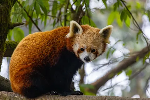 狐狸 4K壁纸 · animals · 3840×2560