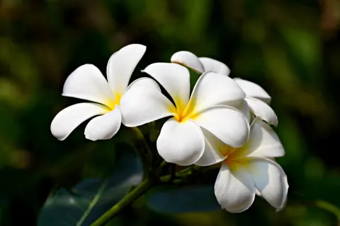 雞蛋花 4K桌布 · flowers · 3840×2561