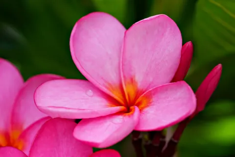 雞蛋花 4K桌布 · flowers · 3840×2561