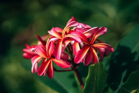雞蛋花 4K桌布 · flowers · 3840×2560