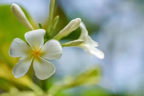 雞蛋花 4K桌布 · flowers · 3840×2560