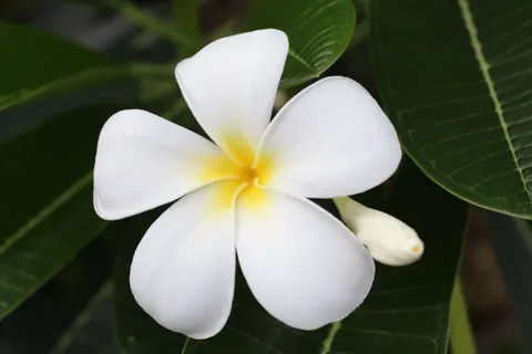 Fondo de pantalla Frangipani 4K · flowers · 3840×2560