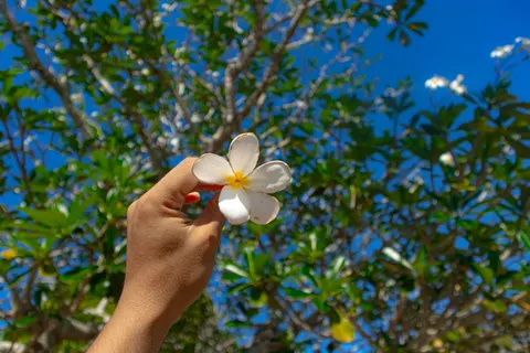 雞蛋花 4K桌布 · flowers · 3840×2560