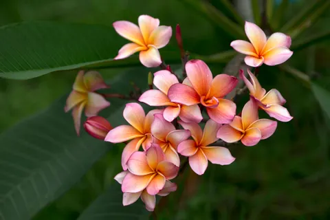 雞蛋花 4K桌布 · flowers · 3840×2560
