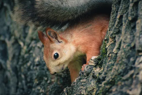 여우 4K 배경화면 · animals · 3840×2560