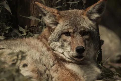 Fond d'écran Renard 4K · animals · 3840×2560