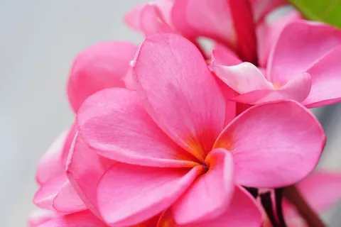 雞蛋花 4K桌布 · flowers · 3840×2561