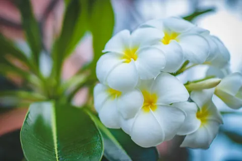 雞蛋花 4K桌布 · flowers · 3840×2560