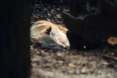 Fond d'écran Renard 4K · animals · 3840×2560