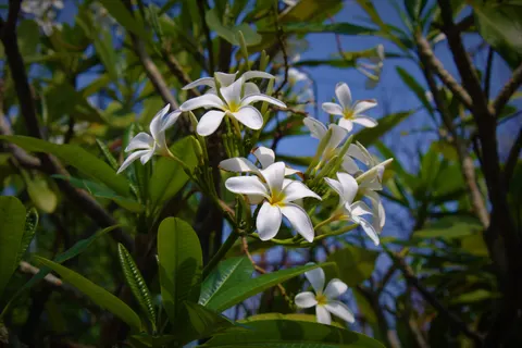 Fondo de pantalla Frangipani 4K · flowers · 3840×2560