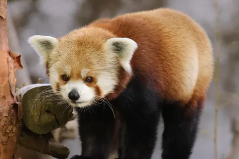 여우 4K 배경화면 · animals · 3840×2561