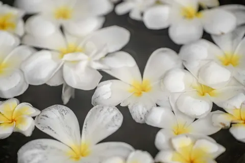 雞蛋花 4K桌布 · flowers · 3840×2560