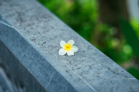 雞蛋花 4K桌布 · flowers · 3840×2560