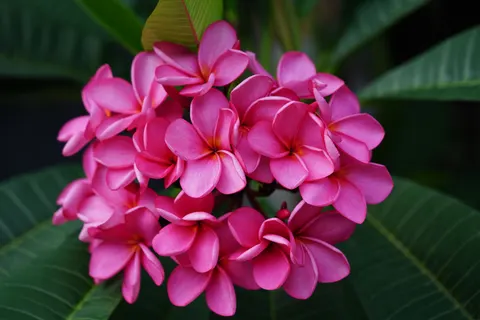 雞蛋花 4K桌布 · flowers · 3840×2561