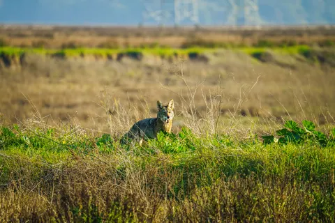 Fox 4K Wallpaper · animals · 3840×2560