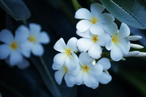 雞蛋花 4K桌布 · flowers · 3840×2560