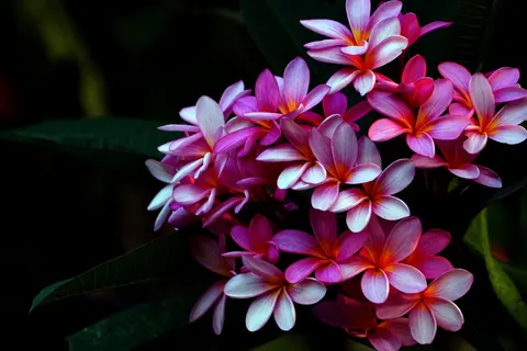 雞蛋花 4K桌布 · flowers · 3840×2560