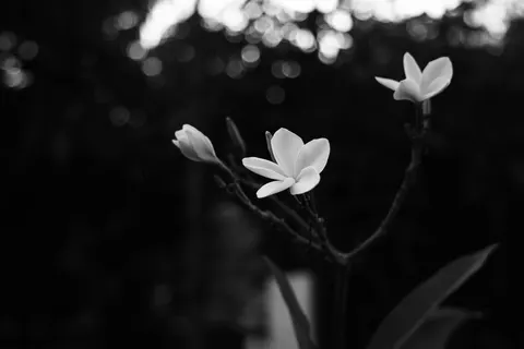 雞蛋花 4K桌布 · flowers · 3840×2561