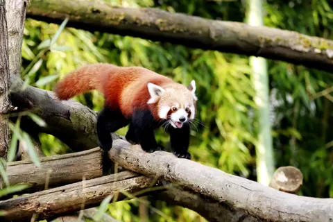 Fondo de pantalla Zorro 4K · animals · 3840×2560