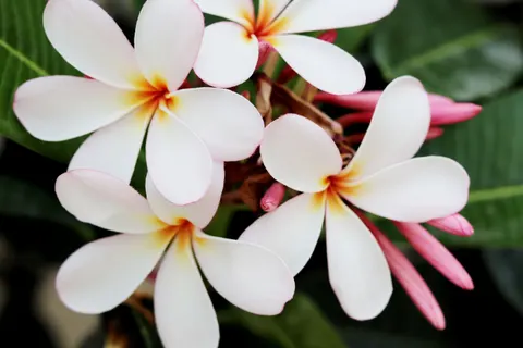 雞蛋花 4K桌布 · flowers · 3840×2560