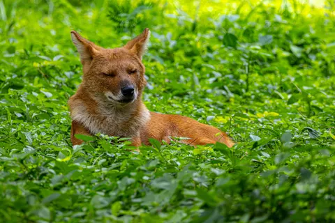狐狸 4K壁纸 · animals · 3840×2560