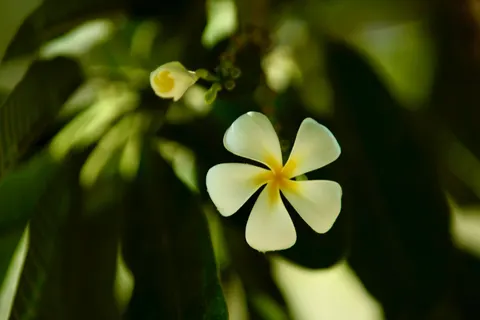 雞蛋花 4K桌布 · flowers · 3840×2560