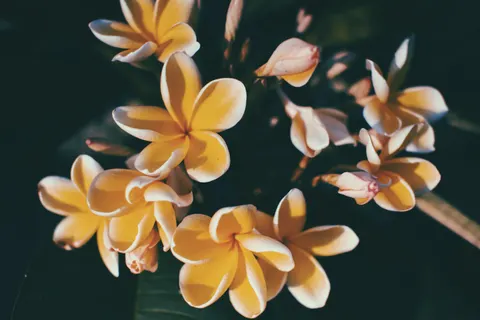 雞蛋花 4K桌布 · flowers · 3840×2560