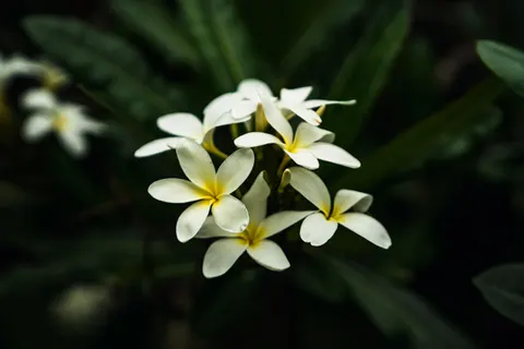 雞蛋花 4K桌布 · flowers · 3840×2561