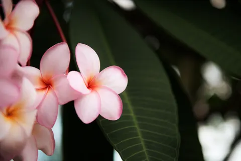 雞蛋花 4K桌布 · flowers · 3840×2560