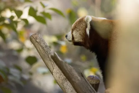 خلفية ثعلب بدقة 4K · animals · 3840×2561