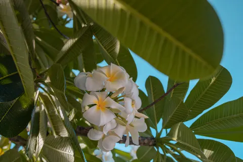 雞蛋花 4K桌布 · flowers · 3840×2560