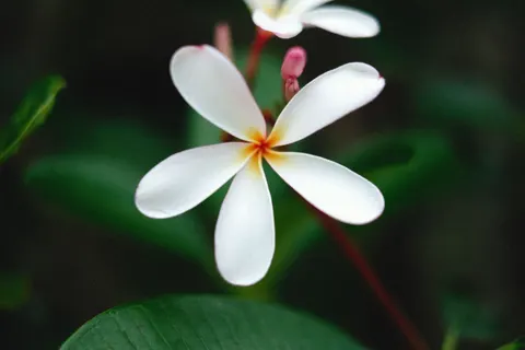 雞蛋花 4K桌布 · flowers · 3840×2560