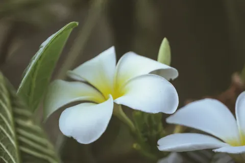 雞蛋花 4K桌布 · flowers · 3840×2560