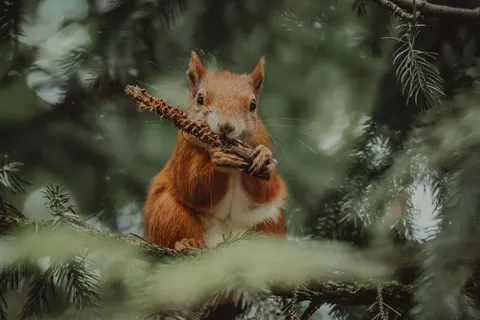 Fond d'écran Renard 4K · animals · 3840×2560