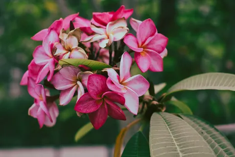 雞蛋花 4K桌布 · flowers · 3840×2560