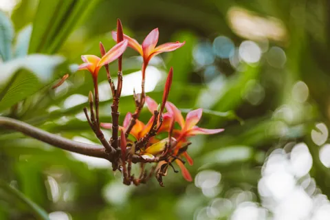 Fondo de pantalla Frangipani 4K · flowers · 3840×2560