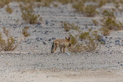 Fox 4K Wallpaper · animals · 3840×2560