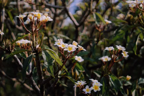 雞蛋花 4K桌布 · flowers · 3840×2560