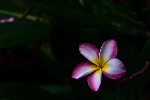 雞蛋花 4K桌布 · flowers · 3840×2563