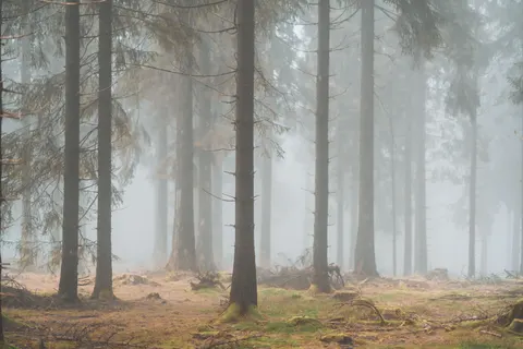 Foggy Forest 4K Wallpaper · nature · 3840×2560