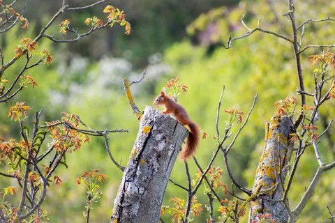 Fond d'écran Renard 4K · animals · 3840×2560