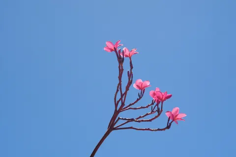 雞蛋花 4K桌布 · flowers · 3840×2560