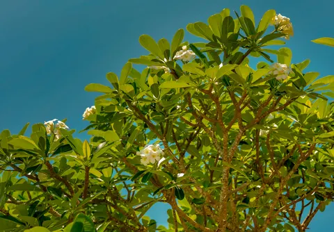 雞蛋花 4K桌布 · flowers · 3840×2677