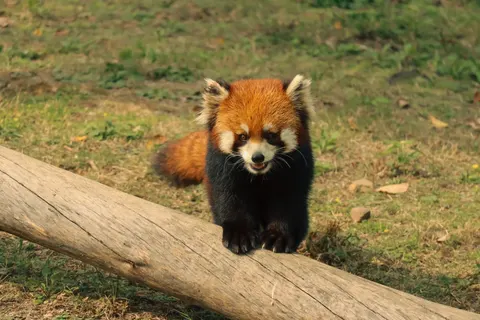 خلفية ثعلب بدقة 4K · animals · 3840×2560
